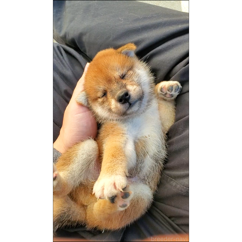 販売中の大阪府の柴犬-406782の5枚目